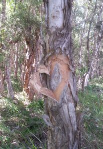 treeheartresized